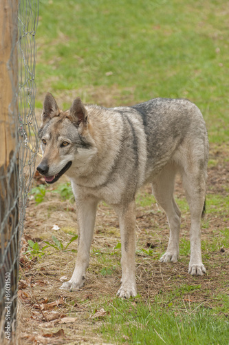 Czechoslovakian wolfdog;
