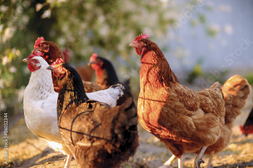 Traditional free range poultry farming