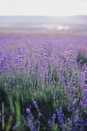 Lavender field at the sunset