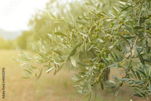 Olive trees garden  mediterranean olive field ready for harvest.