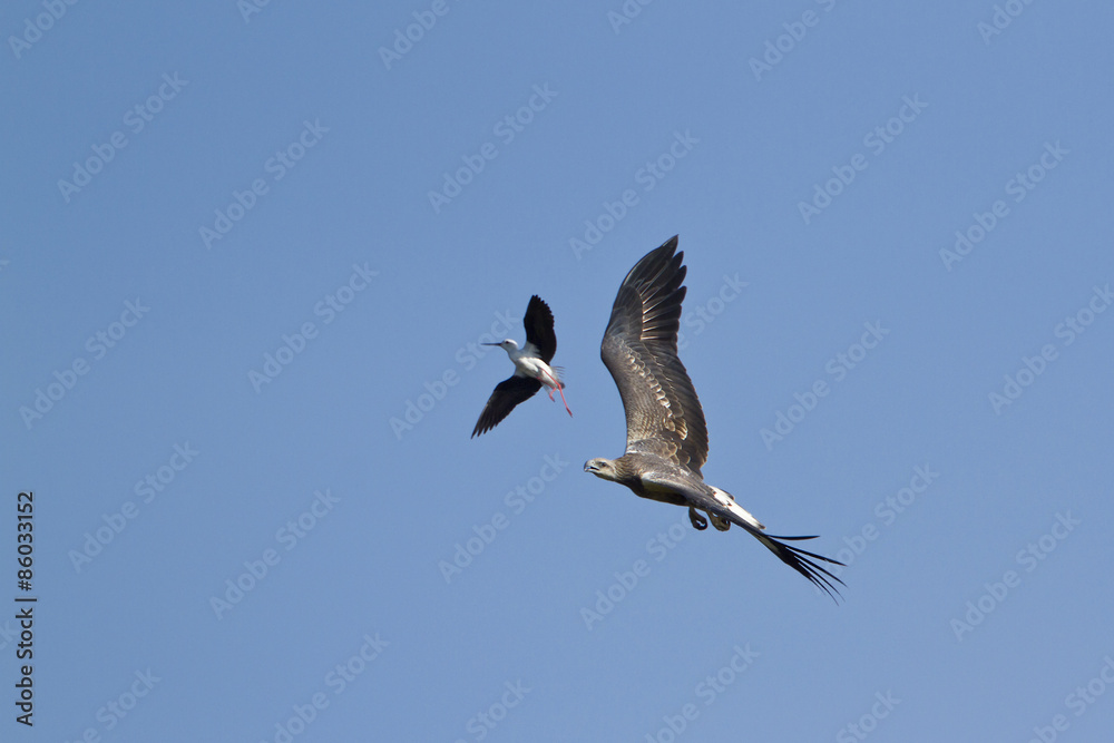 Fototapeta premium White-bellied sea eagle attack by stilt in Pottuvil, Sri Lanka