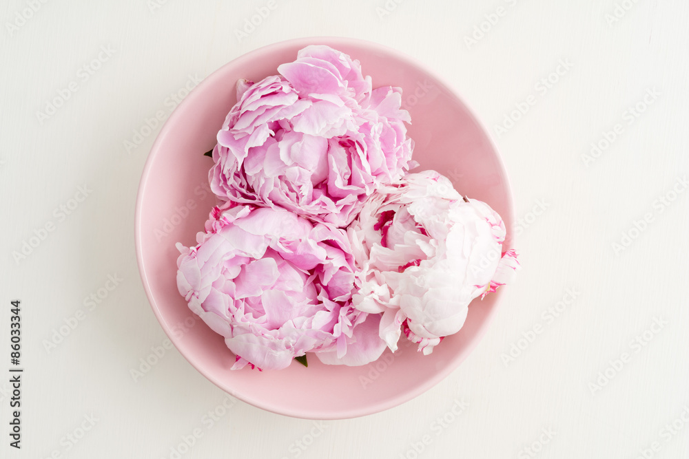 Freshly cut peony blossom on pink plate Freshly cut peony blossom on pink plate