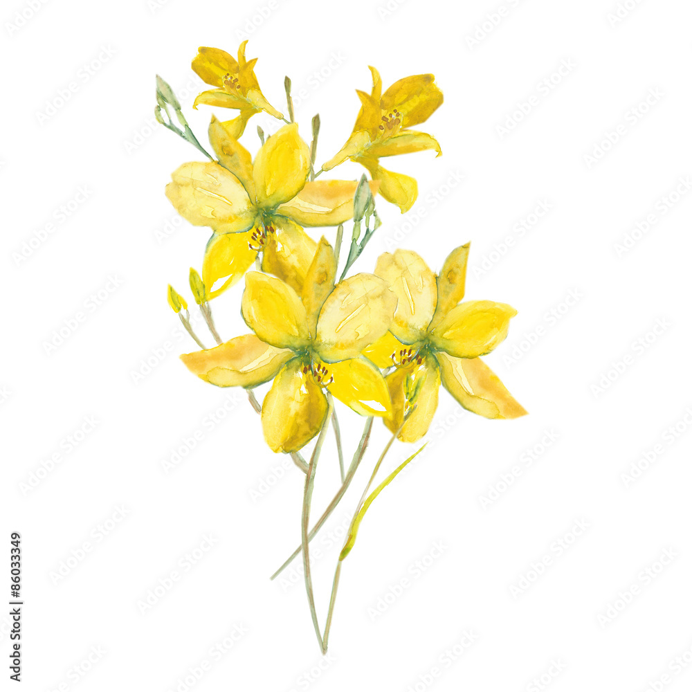 yellow Lily yellow Lily