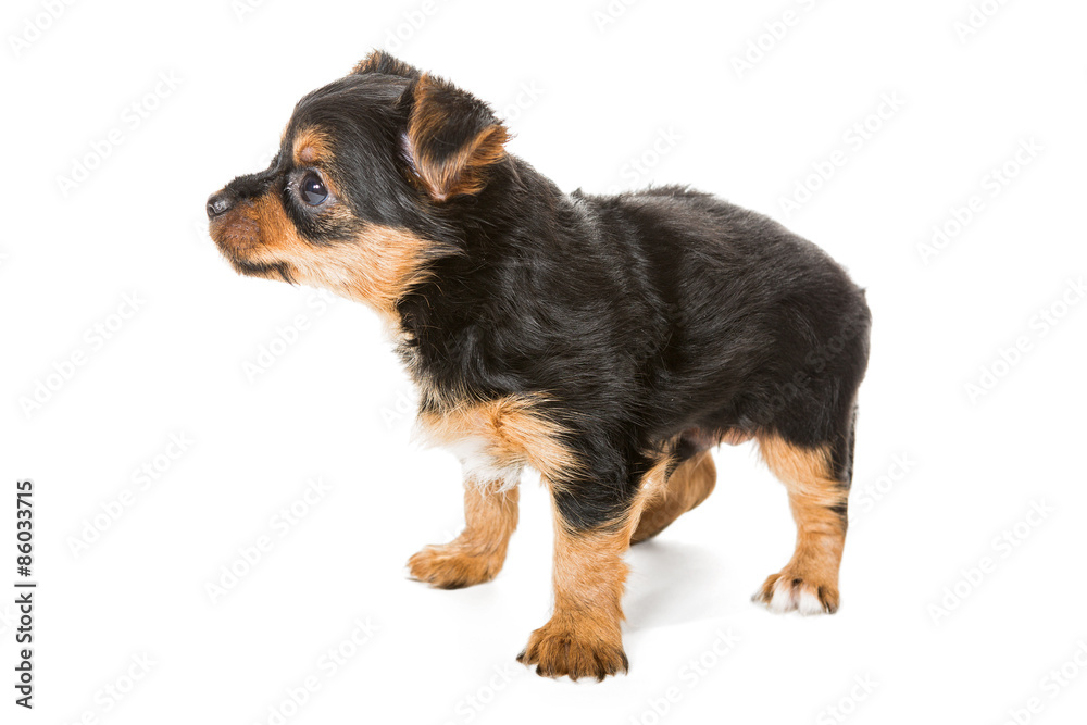 Little Yorkshire Terrier puppy