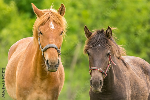 Fototapeta Naklejka Na Ścianę i Meble -  Two horses lookin somewhat curoius.