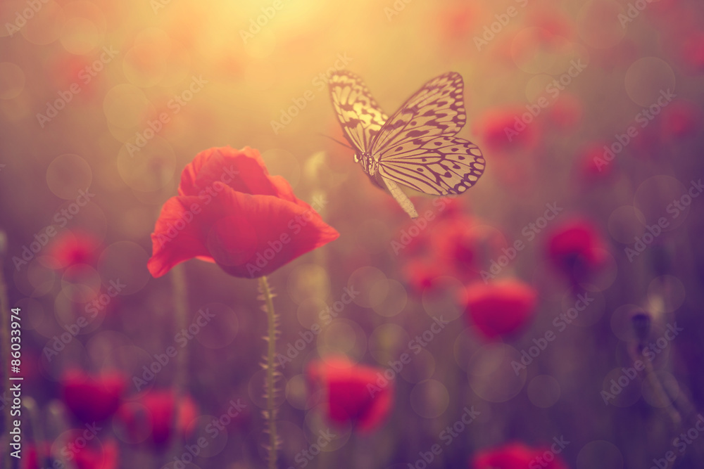 Fototapeta premium Mak i motyl