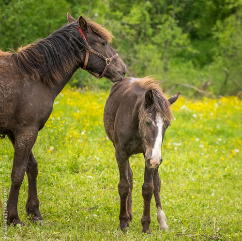 Mother nurturing her foal in green and yellow maedow.