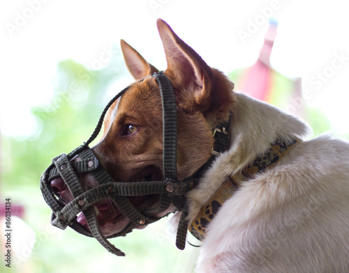Dog wearing a muzzle mouth