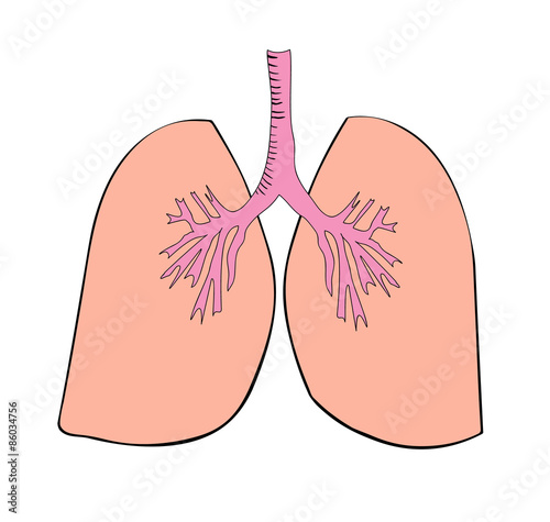 Vector drawing of lungs