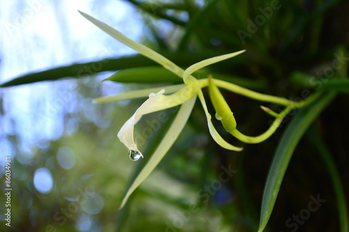 Lady of the night orchid, Brassavola nodosa, Central of Thailand photo