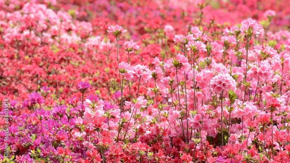 赤とピンクと紫のツツジの花