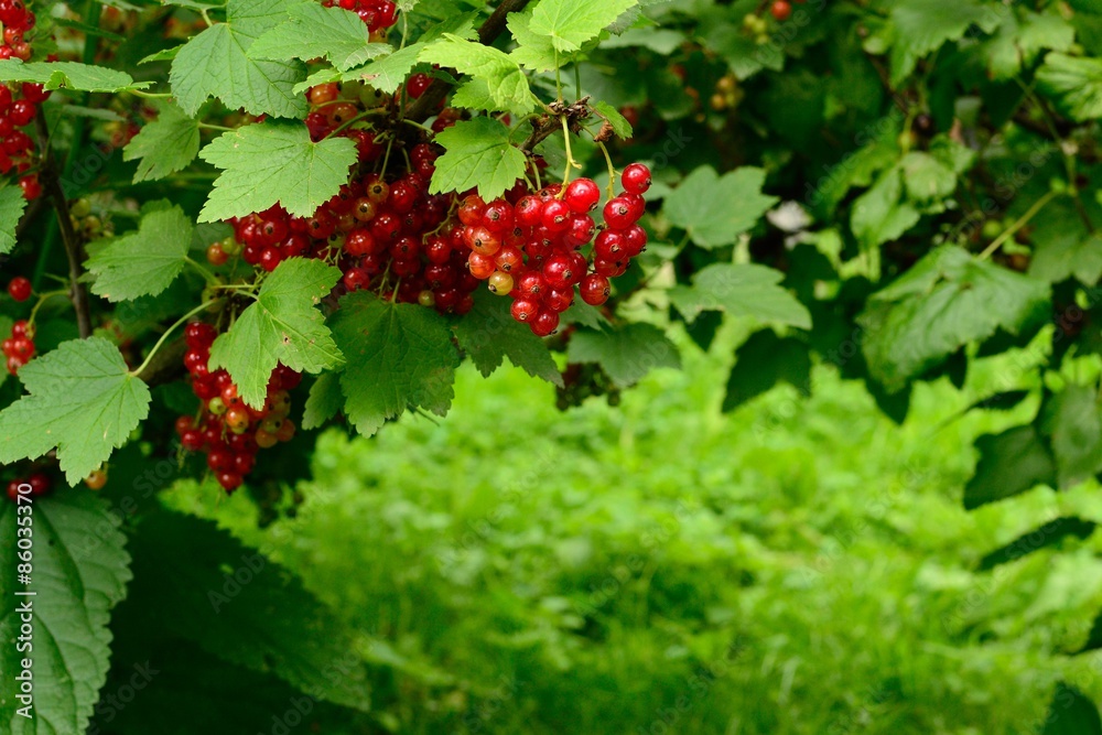 berries in the garden berries in the garden