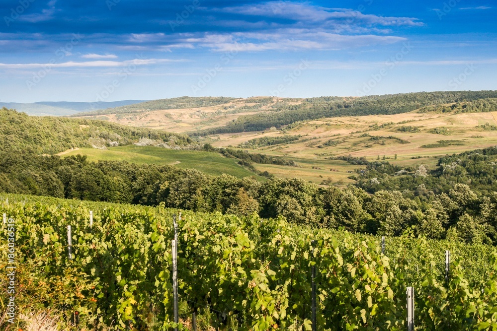 Landscape with vineyard in the hills of Romania