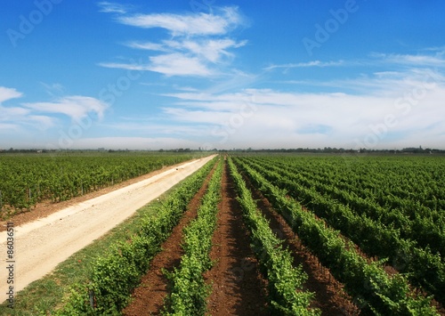 Landscape with vineyard in the hills of Romania