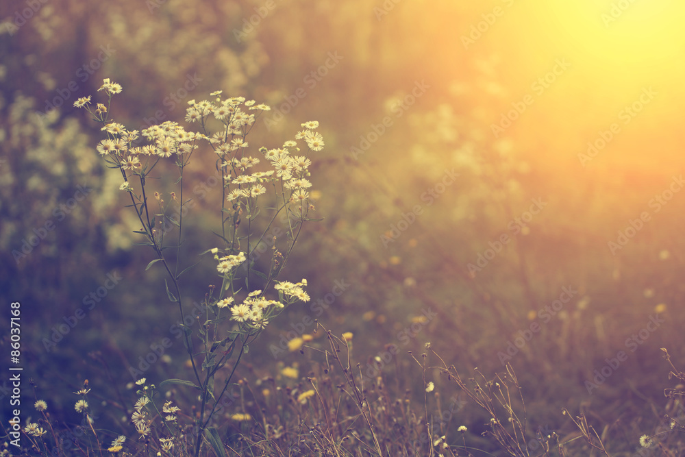 Fototapeta Wildflower in sunset