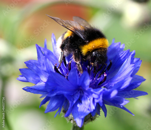 Canvastavla bumblebee on cornflowers