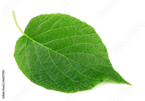 Kiwi leaf on a white background
