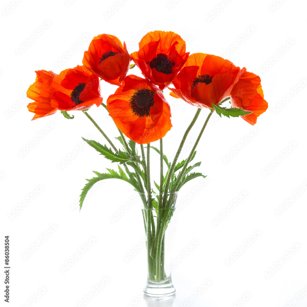 Naklejka premium Poppies
