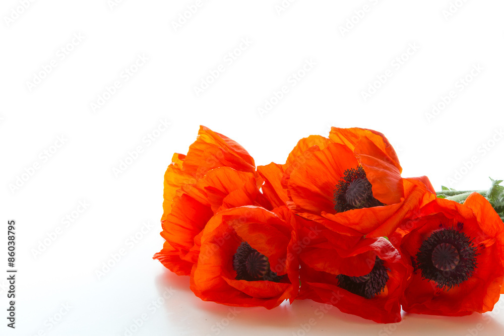 Poppies Poppies