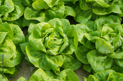 closeup of lettuces
