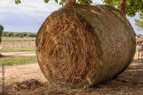 Strohballen auf dem Feld photo