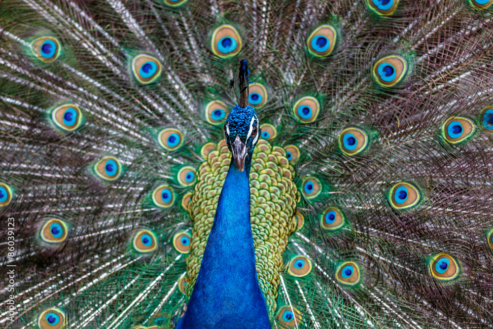 Obraz premium 孔雀