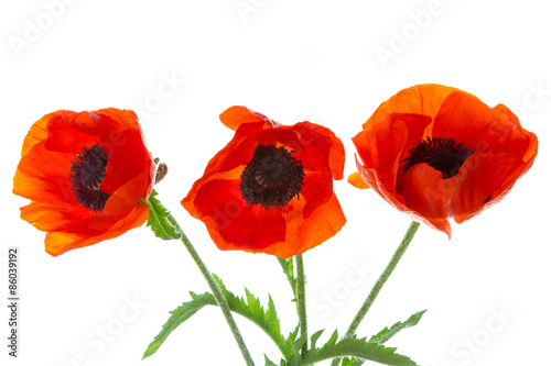 Fototapeta Naklejka Na Ścianę i Meble -  Poppies