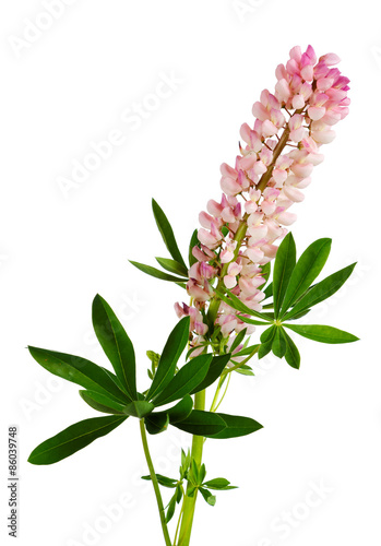 lupine flower isolated on white background photo