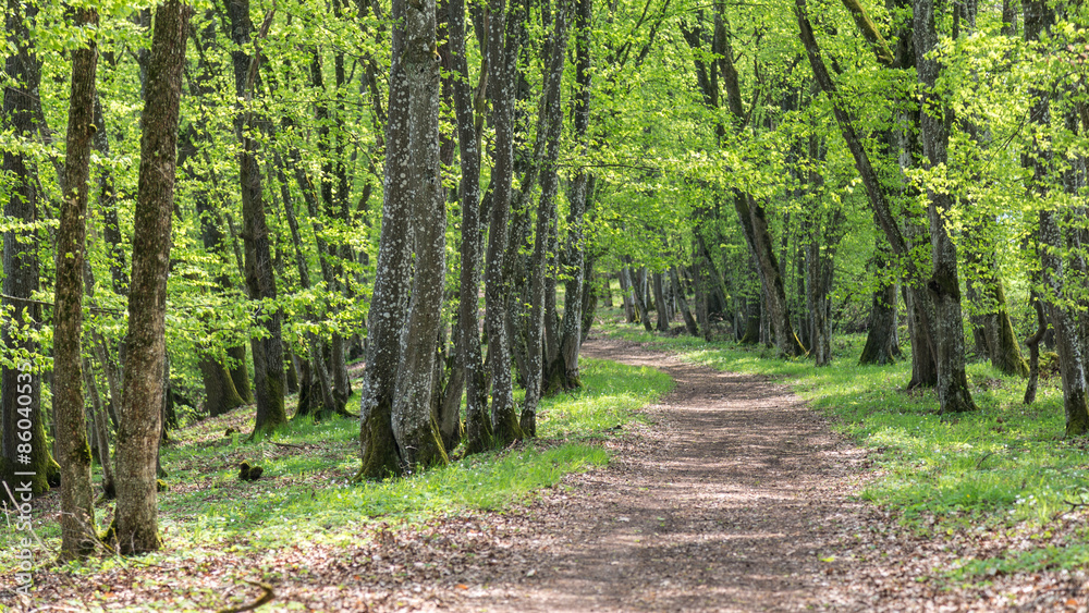 Obraz premium Waldweg