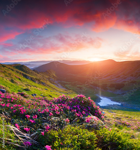 Magic pink rhododendron flowers in the mountains at sunrise.