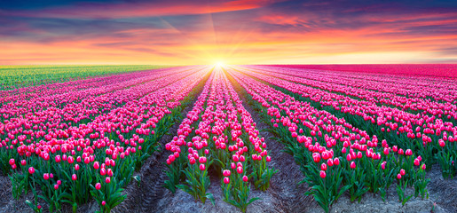 Wandcirkels Tulp Witte tulpenvelden bij dageraad  © Andrew Mayovskyy