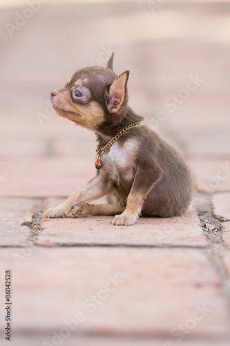 Chihuahua puppy, 2 months old
