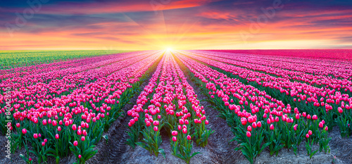 Fields of blooming white tulips at sunrise. #86042530