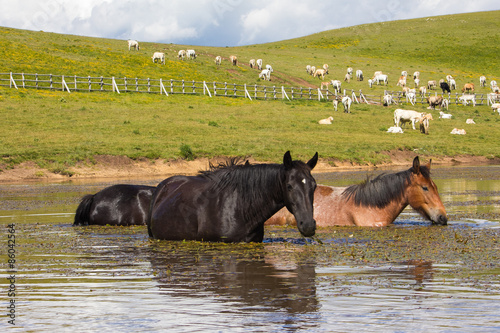 Cavalli in acqua ai Pantani di Accumoli