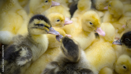 Ducklings