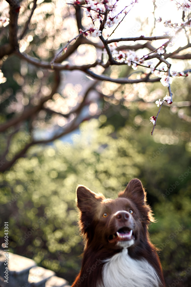 Fototapeta premium border collie dog portrait on a background of white flowers in spring