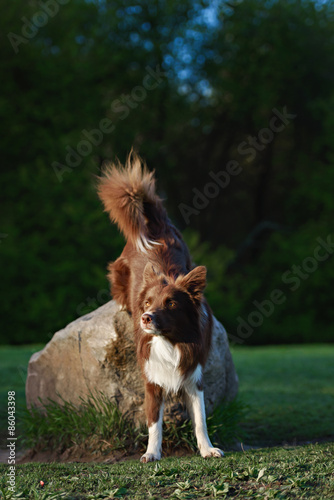 Red border collie dog  in a meadow, summer
