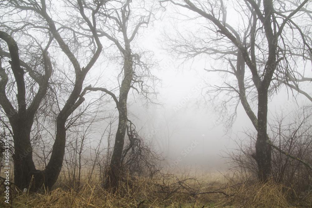 Simple trees in a fog background.Concept: Spooky weather,foggy weather, horror movies, Simple trees in a fog background.Concept: Spooky weather,foggy weather, horror movies,