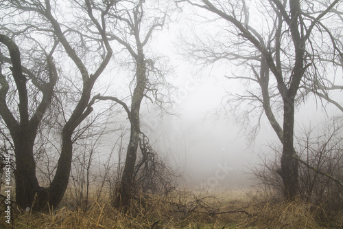 Simple trees in a fog background.Concept: Spooky weather,foggy weather, horror movies,