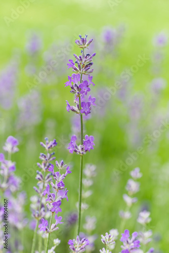 Fototapeta Naklejka Na Ścianę i Meble -  Lavender flower