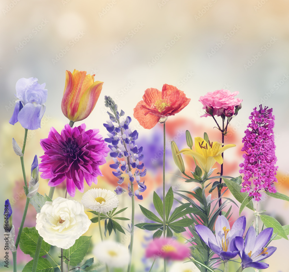 Colorful Flowers