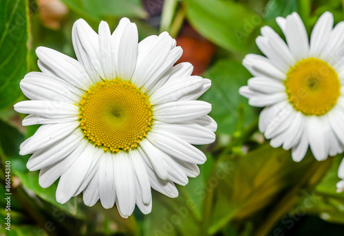 White Chrysanthemum flowers  mums  floral arrangement