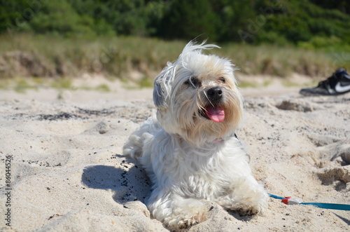Dog on beach © aalut