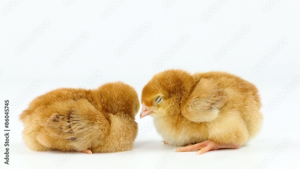 Two newborn chickens sleeping on white background Two newborn chickens sleeping on white background
