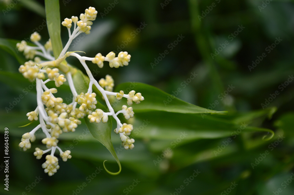 Flagellaria fruit, Flagellaria indica, Central of Thailand Flagellaria fruit, Flagellaria indica, Central of Thailand
