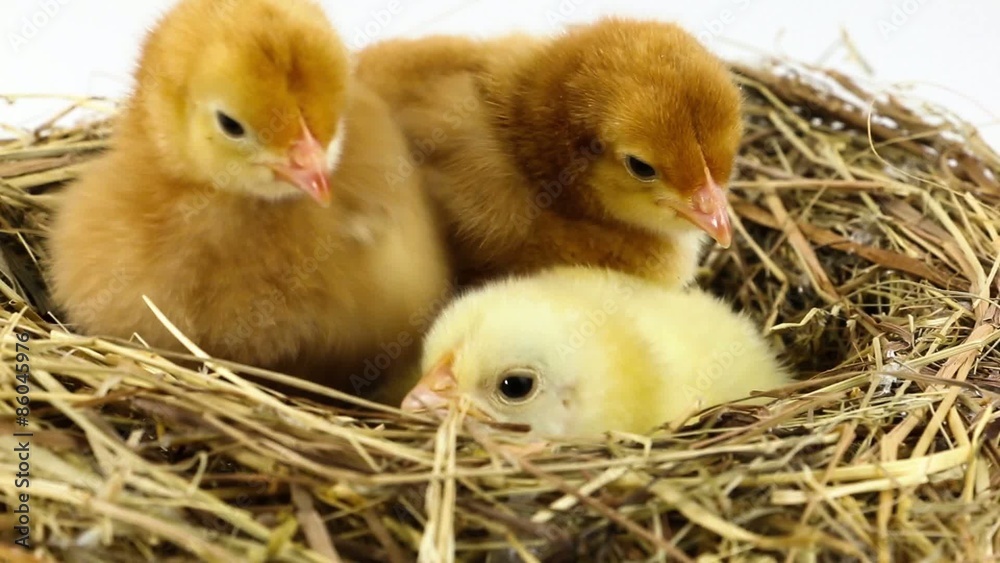 Three newborn chickens in nest Three newborn chickens in nest