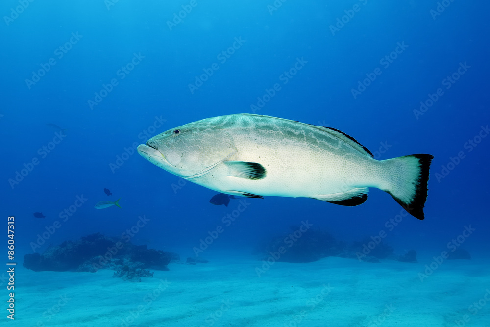 Fototapeta premium Schwarzer Zackenbarsch