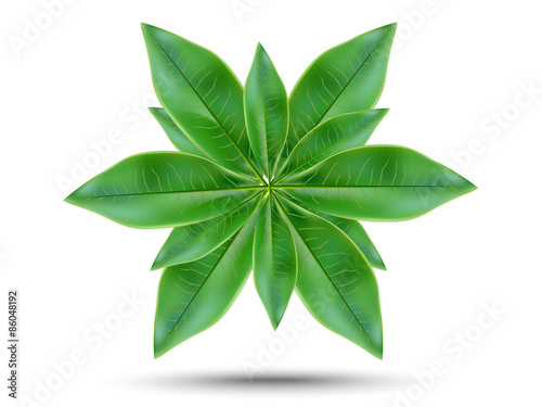 Tea leaves