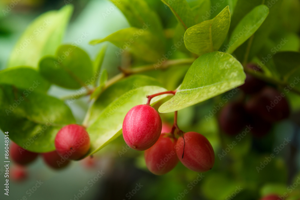 Karanda fruit, Carissa carandas. Karanda fruit, Carissa carandas.