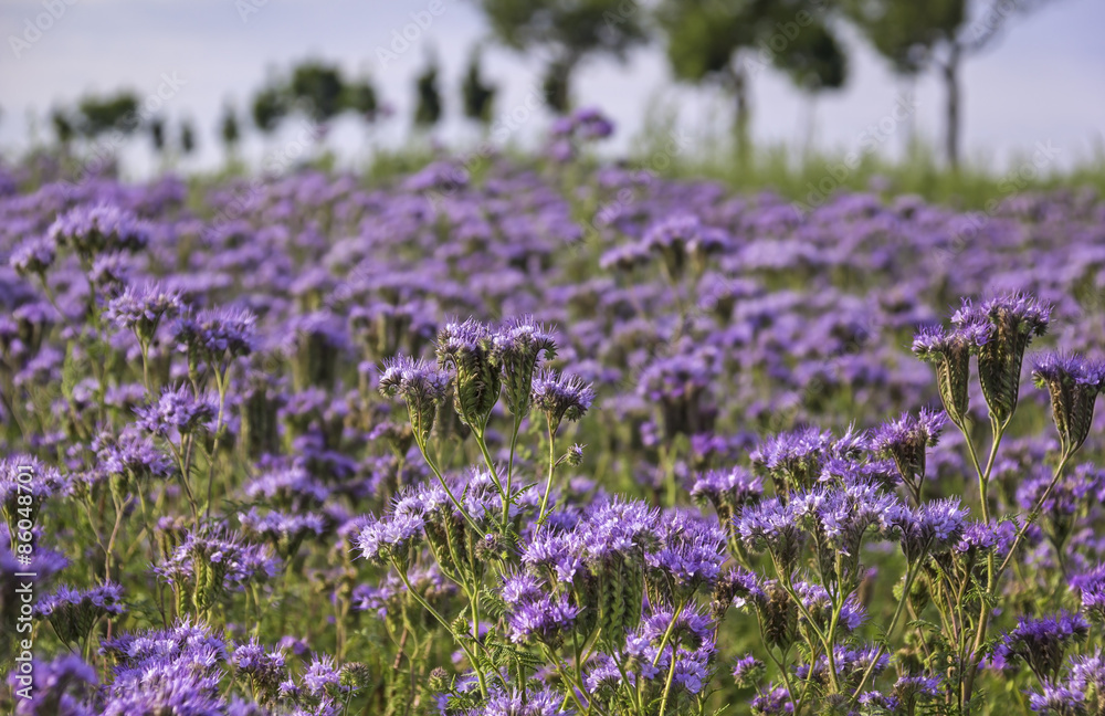 Close-up of phacelia on a field